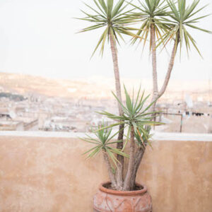 Morocco Marrakesh Riad Rooftop Yucca Plant