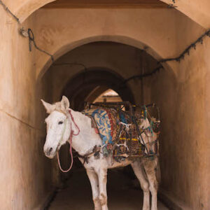 Morocco Marrakesh Medina Horse